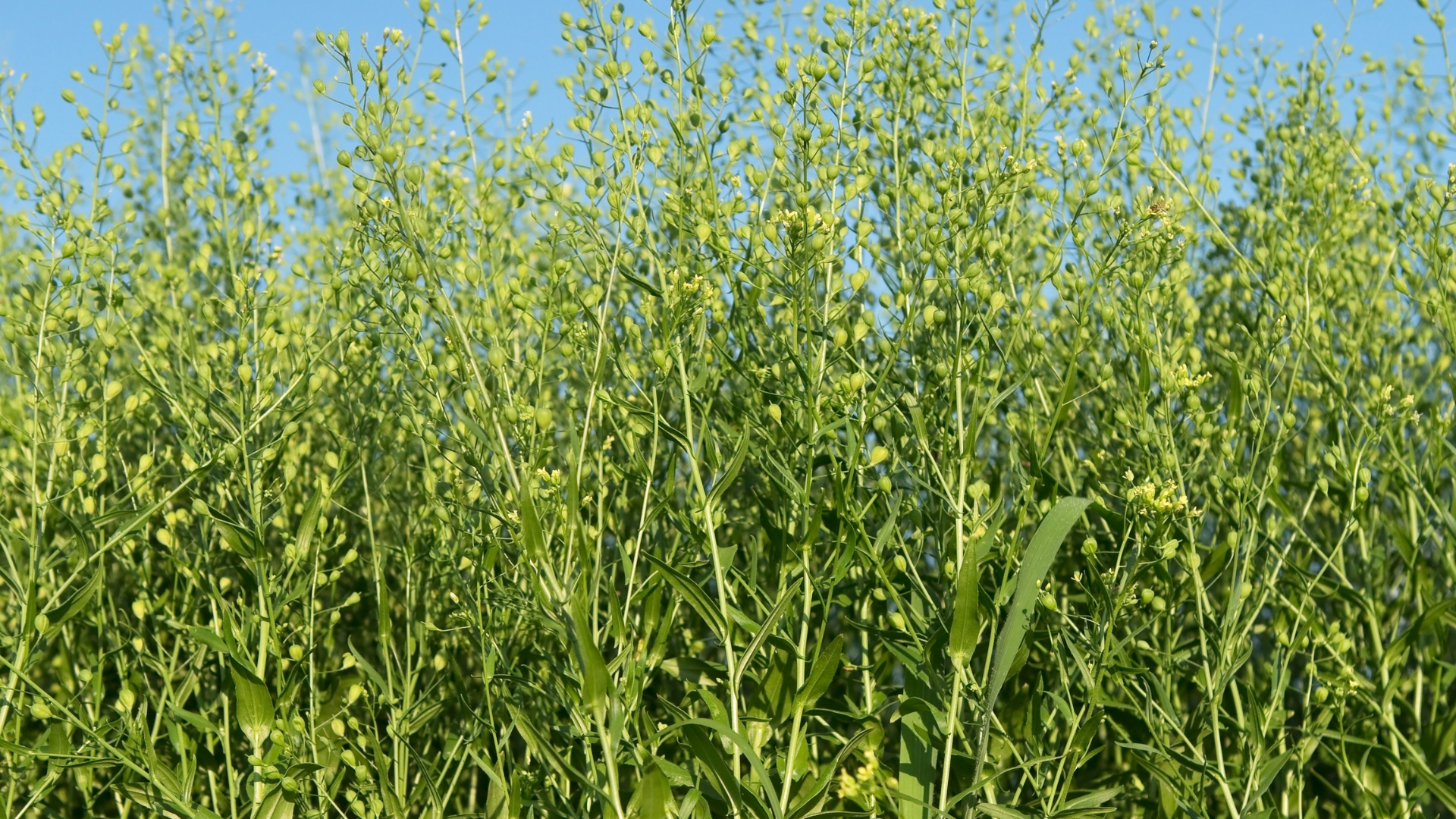 camelina wiki